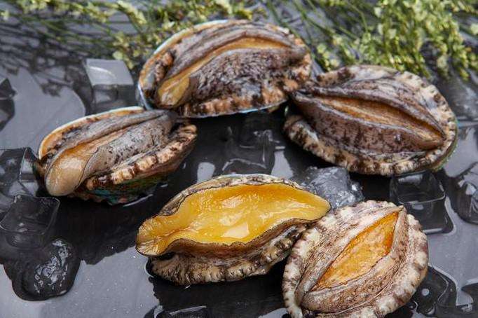 Hogar de delicias marinas: productor profesional de abulón en Fujian, China